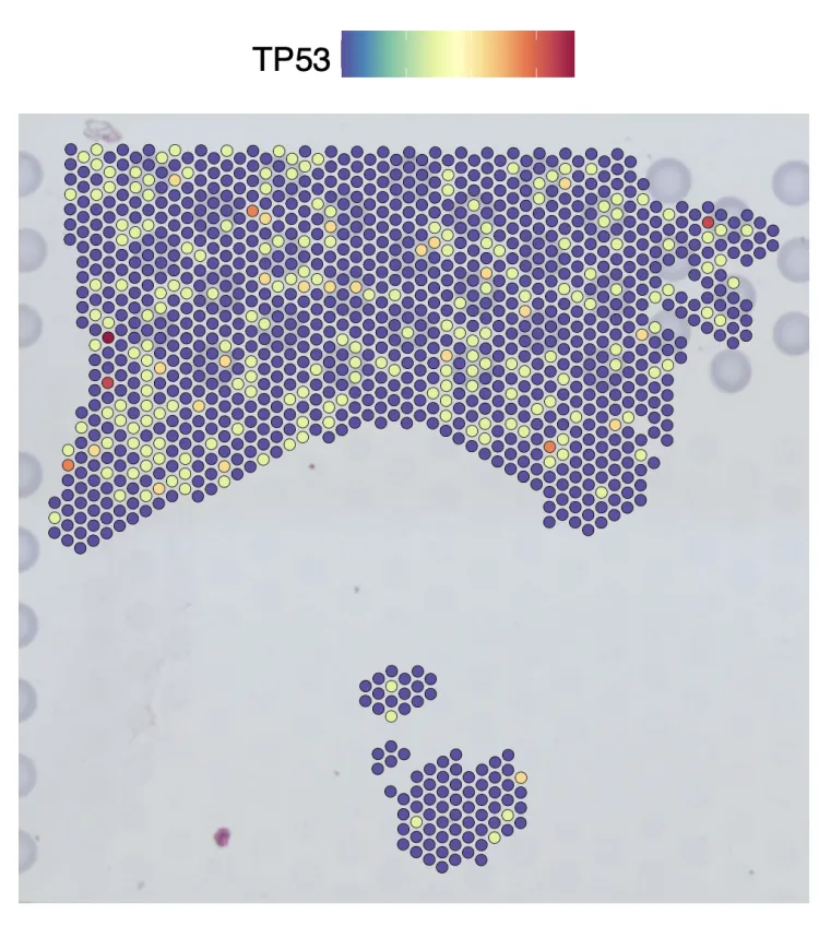 单细胞空间转录组分析流程学习(一)