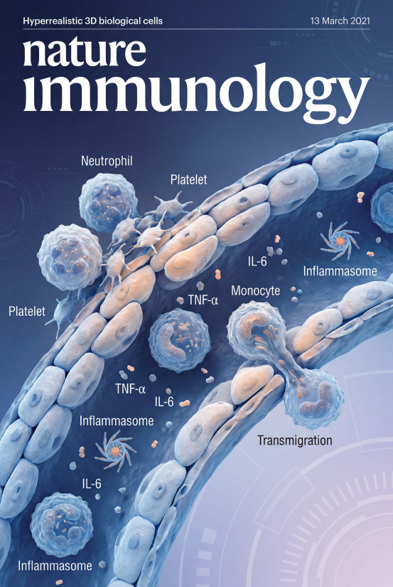《Nature Immunology》期刊封面，竖版 2:3 画幅，超写实 3D 生物学渲染，背景为渐变深蓝 + 淡紫的低饱和科技色调。画面核心展示炎症状态下的血管内皮组织：血管壁（内皮细胞紧密排列）外侧分布中性粒细胞（标注 “Neutrophil”）、血小板（标注 “Platelet”），内侧有单核细胞（标注 “Monocyte”）正在穿出血管（标注 “Transmigration”），同时点缀细胞因子（标注 “TNF-α”“IL-6”）与炎症小体（标注 “Inflammasome”），所有元素细节精细（细胞纹理、细胞器结构），配色以蓝、白、浅橙为主，文字标注为简洁无衬线字体，整体专业严谨、符合顶级学术期刊视觉标准。