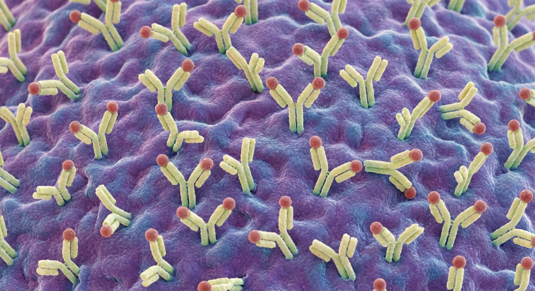 Microscopic surface close-up. Undulating cell membrane surface. Densely packed Y-shaped antibodies arranged in an array. Antibodies capturing red antigen molecules. Soft lighting emphasizing protein texture.”