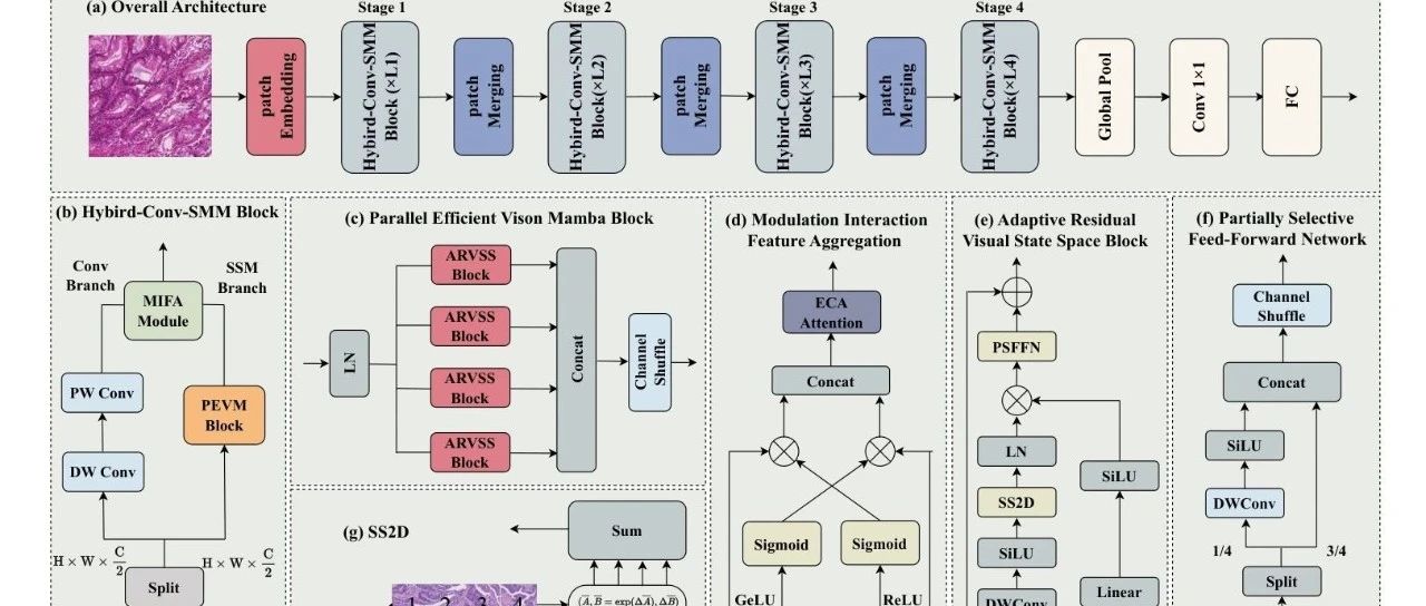 综合 CNN 和 Transformer， Microscopic-Mamba 仅用 4M 参数揭示微观图像的秘密 ！