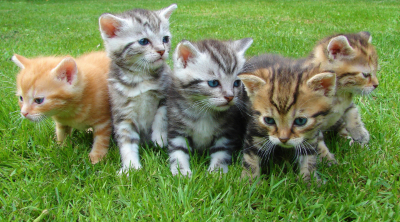 Five cats looking around a field.