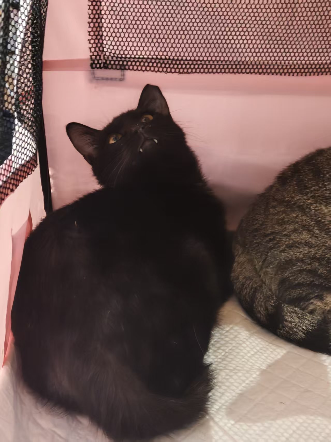 你这么可爱为什么也流浪