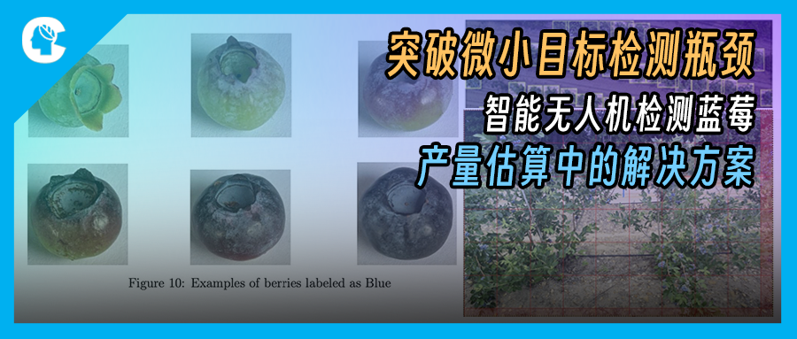 突破微小目标检测瓶颈：智能无人机在蓝莓产量估算中的解决方案