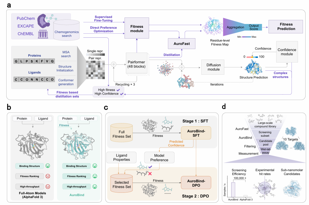 该图展示了 AuroBind 的整体框架，包括模型架构、与 AlphaFold 3 的对比、两阶段训练策略及高通量实验验证流程。模型以蛋白质序列和配体 SMILES 为输入，通过 PairFormer 捕获相互作用并生成复合物结构，同时预测适配性；AuroFast 作为蒸馏出的学生模型实现超快速筛选。训练分为监督微调与直接偏好优化两个阶段，最终通过对 10 个靶点的筛选验证，展现出高命中率、强富集能力和亚纳摩尔级先导化合物的发现能力。