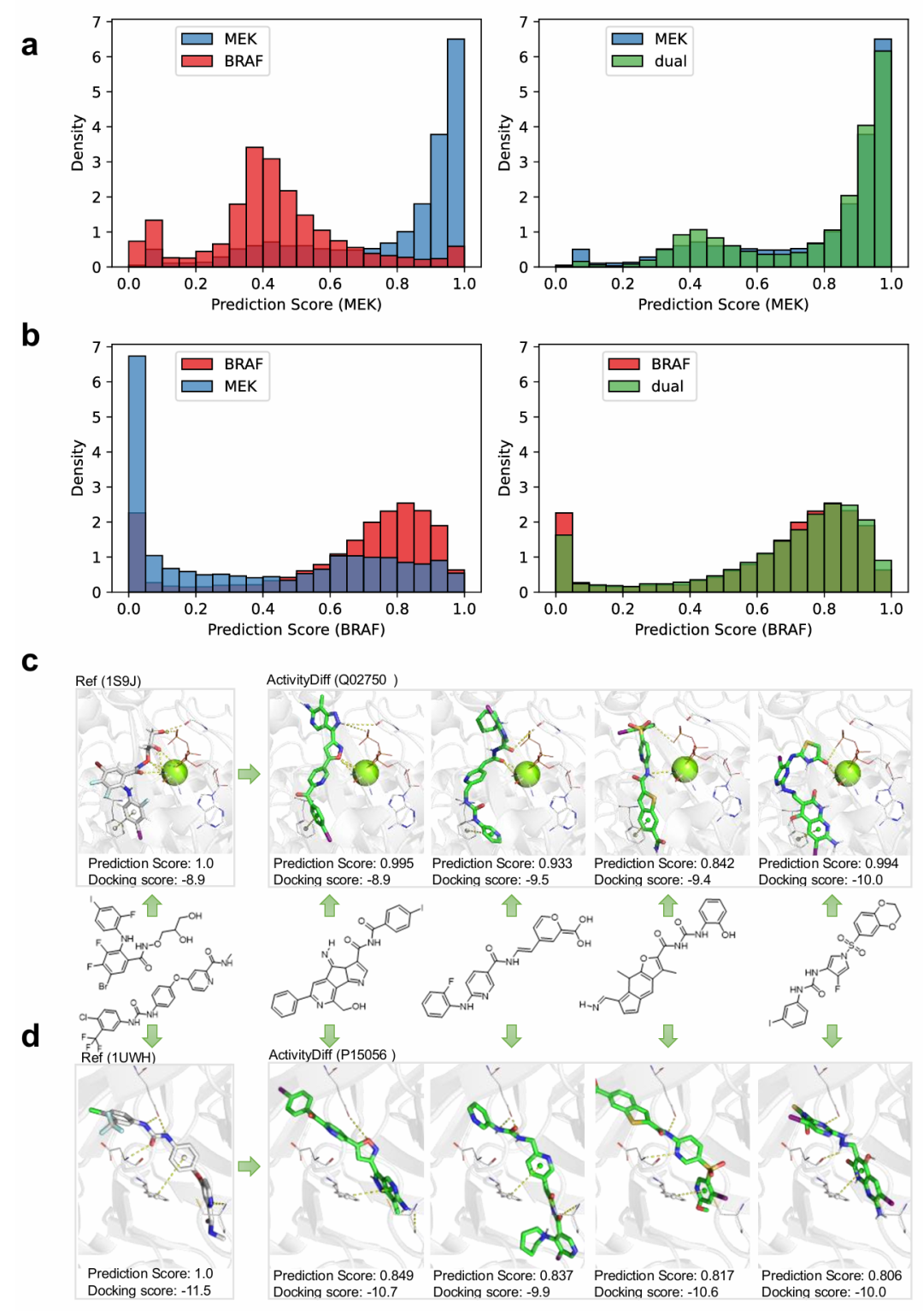 该图呈现双靶点（MEK 和 BRAF）生成的相关结果。图 a 和 b 分别展示不同引导策略下分子的 MEK 和 BRAF 预测分数分布，双靶点引导模式下分子的活性分数与单靶点引导组相当，证明其能保留双靶点活性；图 c 和 d 分析生成分子与 MEK、BRAF 的结合情况，生成分子与结合口袋兼容性高，形成有效相互作用，对接分数与已知复合物相当，体现模型生成双靶点分子的能力。