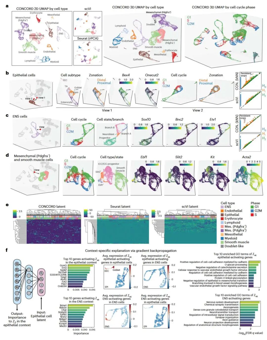 CONCORD 在哺乳动物肠道发育数据上的表现,展示复杂的层级结构、空间区带化和细胞周期循环