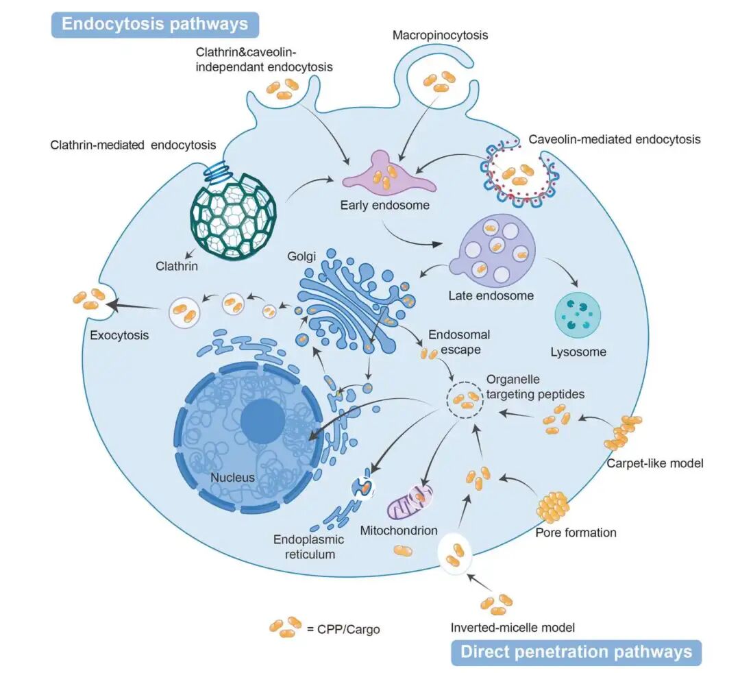 多肽递送策略的细胞摄取路径。上图展示了 CPP 进入细胞的两类主要机制：endocytosis pathways 和 direct penetration pathways。前者包括 clathrin-mediated endocytosis、caveolin-mediated endocytosis、macropinocytosis 等；后者包括 pore formation、carpet-like model、inverted micelle model 等。