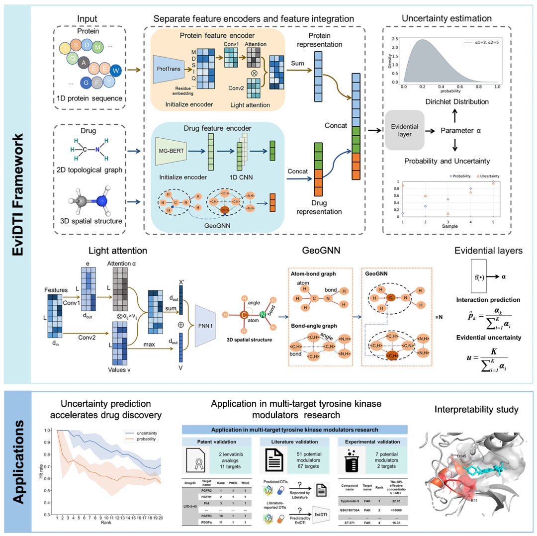 模型的流程图。该图展示了 EviDTI 框架的整体结构。对于给定的药物 - 靶点对,蛋白质特征编码器使用预训练的 ProtTrans 模型生成初始靶点表征,并通过轻量注意力(LA)模块进一步优化;药物特征编码器处理 2D 拓扑和 3D 结构表征,2D 表征来自预训练的 MG-BERT 模型并经 1D CNN 处理,3D 结构表征通过 GeoGNN 模块获得。这些表征被拼接后输入证据层,输出参数 α 以计算预测概率和不确定性。