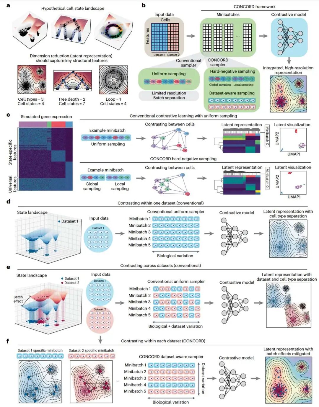 CONCORD 的小批次采样策略示意图,展示数据集感知采样和硬负样本采样如何实现高分辨率和批次效应缓解的表征学习