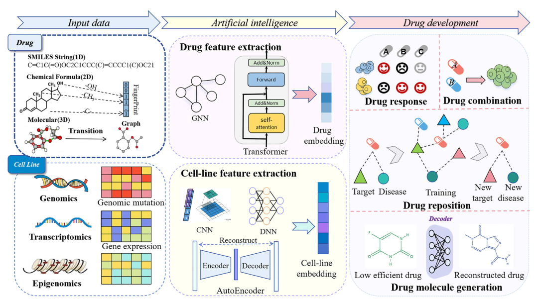 该图清晰呈现了输入数据、AI 方法与药物研发之间的协同关系和信息流。AI 整合的药物研发流程包括：准备药物属性、基因组信息等数据；通过 AI 方法提取药物或生物细胞的特征表示；将特征向量和任务标签输入机器学习或深度学习模型并优化参数；评估模型性能并验证预测结果；最终通过生物学实验或文献验证结果，同时通过可解释性分析揭示潜在生物学机制。此流程体现了数据驱动的药物研发模式，强调了各环节的协同作用。