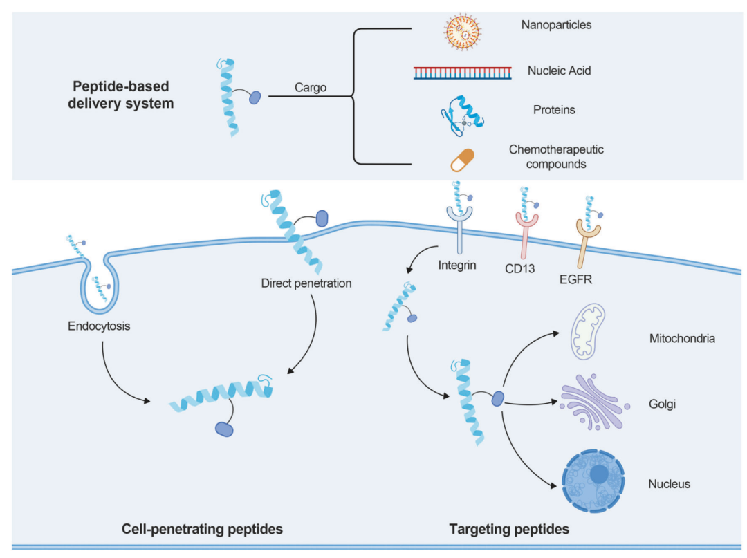 多肽递送系统中的 targeting peptide 与 cell-penetrating peptide。上图展示了 peptide-based delivery system 如何携带 nanoparticles、nucleic acids、proteins 和 chemotherapeutic compounds，并通过 integrin、CD13、EGFR 等靶点进入细胞，进一步递送到 mitochondria、Golgi、nucleus 等细胞器。
