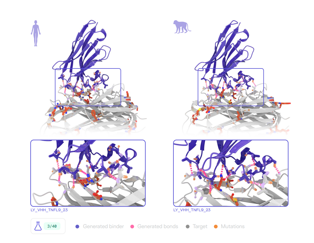 Latent-Y 为 TNFL9 设计了可同时结合 human 与 cynomolgus 同源蛋白的 VHH;图中标出了跨物种突变位点,并展示了命中分子的复合物结构示意。