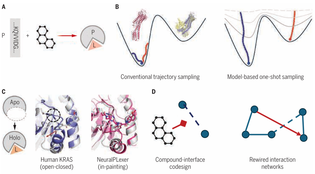 A. 展示了蛋白质 - 配体复合物的生成式结构预测示意图。B. 体现了生成式建模能够从分子构象景观中快速采样。C. 以人类 KRAS G12C 配体结合状态的预测为例，展示了 NeuralPLexer 预测所揭示的结构见解。D. 呈现了结构预测基础模型和从头分子设计方法的新机遇。
