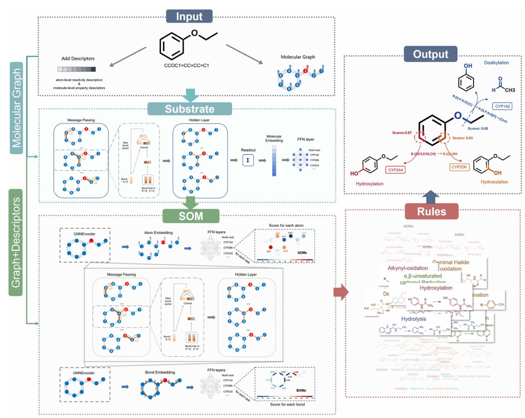 <b>图3. DeepMetab 工作流程。</b>完整呈现了 DeepMetab 从输入到输出的全流程：输入模块将分子 SMILES 格式转换为包含多尺度特征的分子图；底物模块通过图神经网络（GNN）预测分子可被哪些 CYP450 亚型代谢；SOM 模块基于底物模块的预测结果，调用对应亚型的模型，通过 AOM 与 BOM 双模型定位具体代谢位点；规则模块匹配预构建的代谢反应规则库，根据代谢位点生成相应代谢产物；输出模块整合所有结果，系统输出预测的代谢酶、代谢位点、代谢产物及评分指标，形成端到端的代谢预测闭环，清晰展示了各模块间的协同作用。