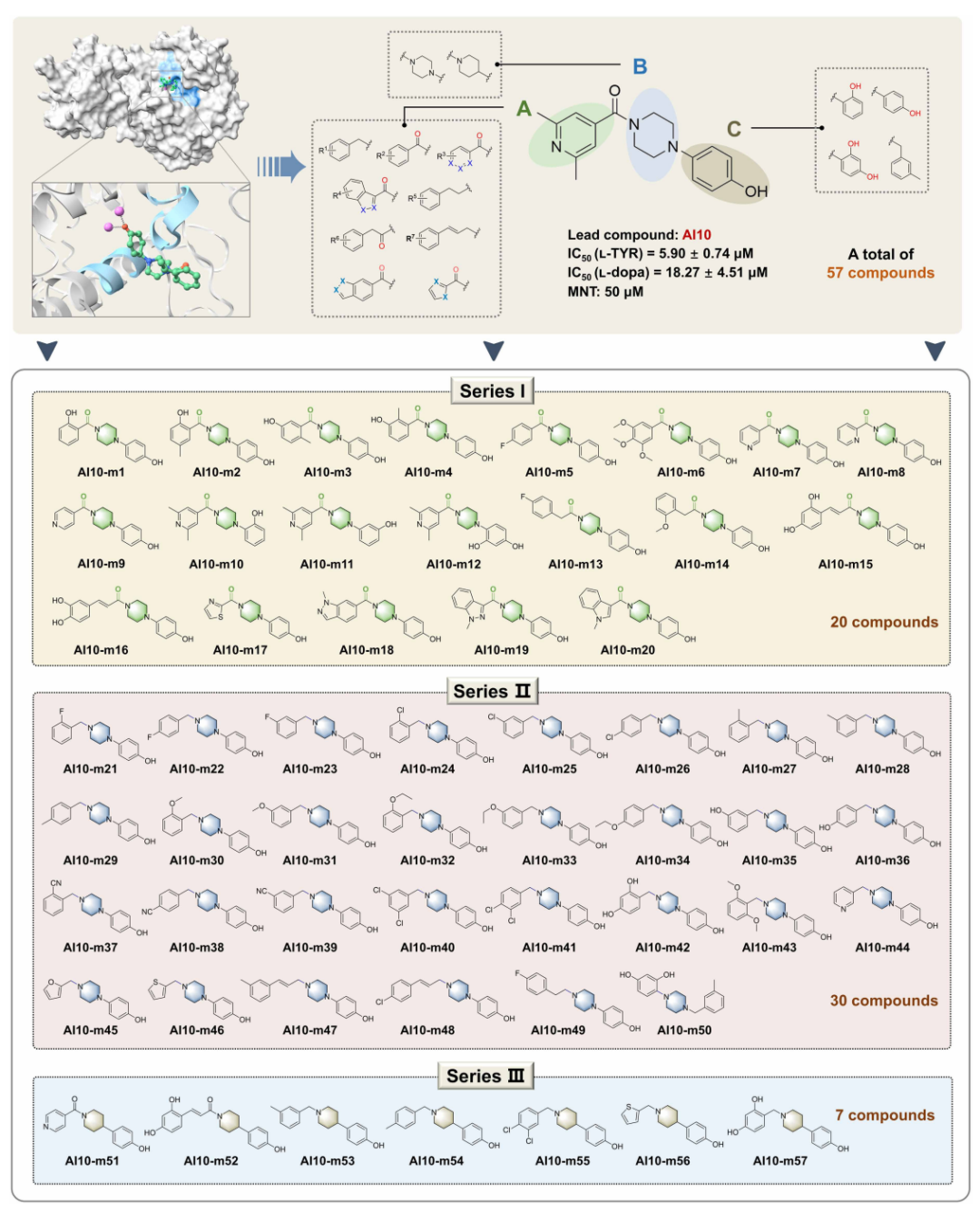 基于经典药物化学策略对 AI10 的 A/B/C 区系统改造——三个系列的衍生物，以及作为关键药效团引入的间苯二酚-乙烯基结构。