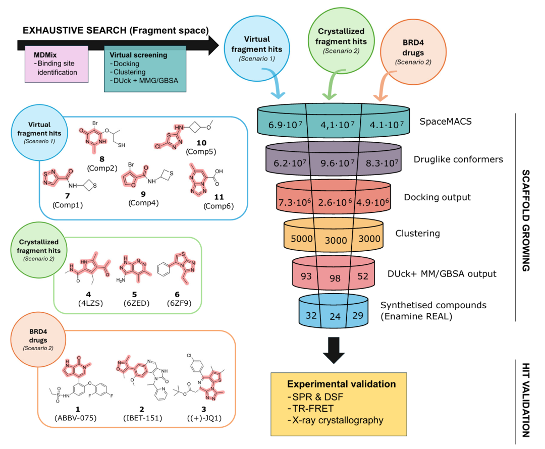 此图展示了用于探索超大化合物库的工作流程示意图。对于无先前知识的场景（场景 1；蓝色），通过基于 MDMix 发现的药效团的片段虚拟筛选来识别虚拟片段命中化合物。若已知初始结合剂（场景 2；绿色和红色），则衍生出主要的核心骨架。左侧突出显示了每个场景的初始片段和骨架。通过创建以骨架为中心的库来生长选定的骨架，这些库经过制备和对接后聚类，再结合 DUck 和 MM/GBSA 进行评估。选定的化合物随后进行合成和实验测试。图中的数值对应每个场景在每个阶段评估的分子数量。