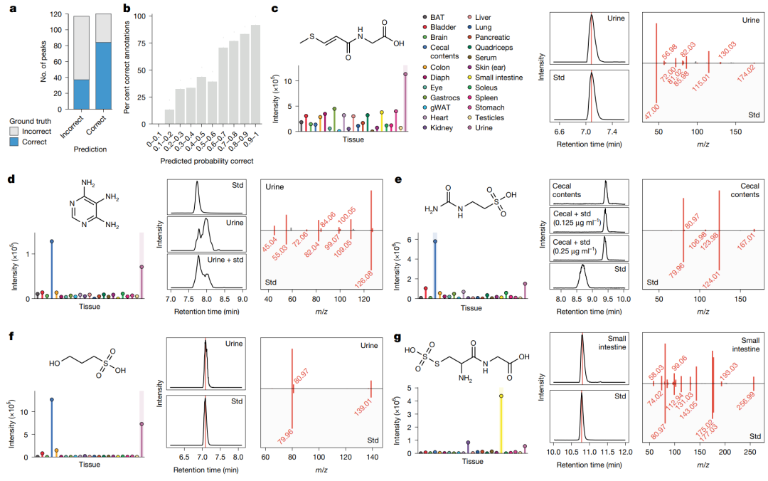 小鼠组织中的代谢物发现与标准品验证。图中展示了 meta-learning 模型的注释效果，以及多个代表性代谢物的组织分布、保留时间和 MS/MS 标准品匹配，包括 3-(methylthio)acryloyl-glycine、4,5,6-triaminopyrimidine、N-carbamyl-taurine、3-hydroxypropane-1-sulfonic acid 和 S-sulfocysteinylglycine。