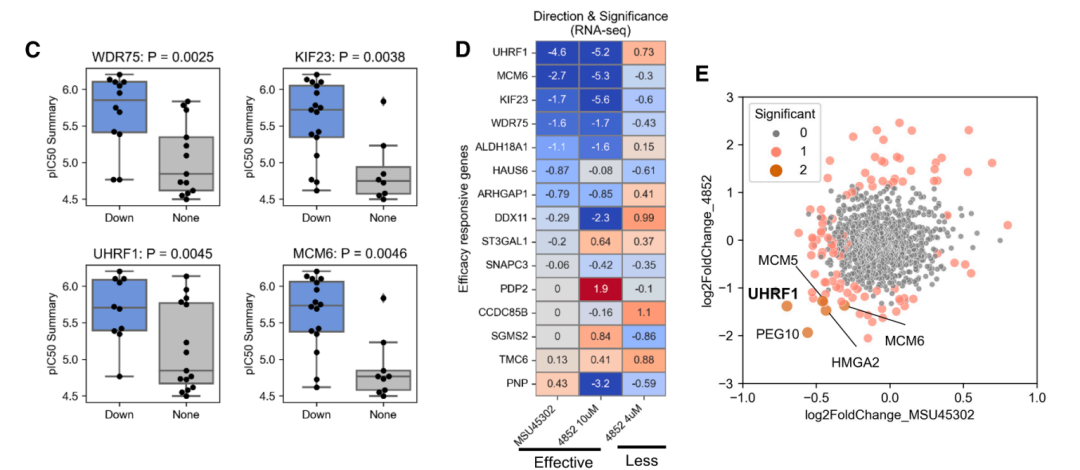 SGAR 分析揭示 UHRF1 作为抗 HCC 化合物的共同下调靶标。不同结构的有效化合物在 GPS 预测谱中均表现出 UHRF1 的显著抑制。