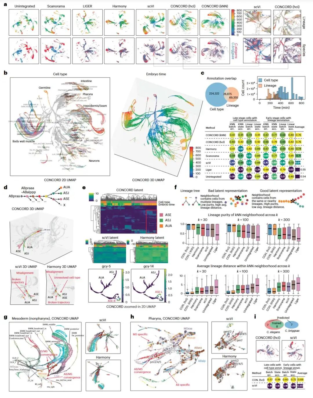 应用 CONCORD 于秀丽隐杆线虫和布里格斯线虫的跨物种胚胎发育图谱,展示谱系重建和高分辨率轨迹解析
