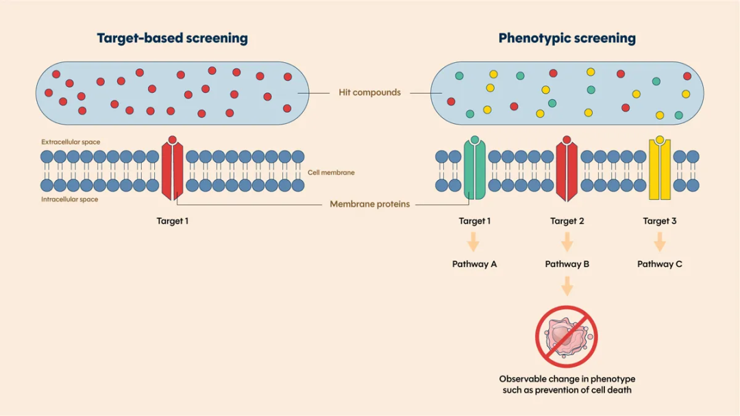 表型筛选可识别出能够诱导细胞或生理表型变化的活性化合物。通过采用更广泛的靶点空间，研究人员可以在不预先了解这些靶点的情况下，研究药物对复杂生物系统的影响。 <ins>图片来源: https://www.technologynetworks.com/drug-discovery/articles/phenotypic-screening-a-powerful-tool-for-drug-discovery-398572</ins>