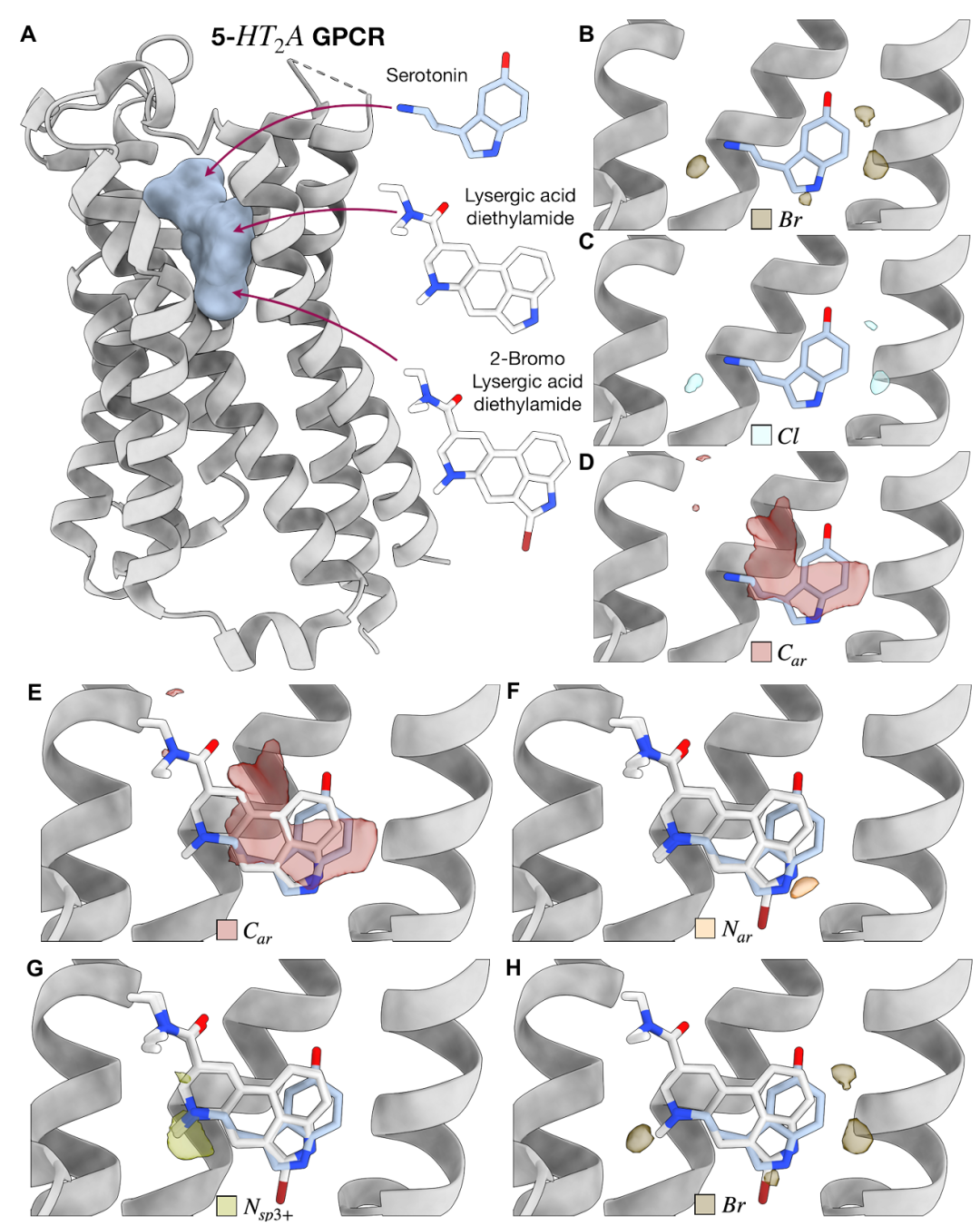 图 S4:5-HT2A GPCR 的 TPM 预测。该图展示 5-HT2A 受体的 TPM 预测。A 为受体与血清素、麦角酸二乙酰胺等配体的结构;B-D 为溴、氯、芳香碳的 TPM 与配体的重叠;E-G 为芳香碳、芳香氮、铵基氮的预测与配体的匹配;H 为溴信号与 2 - 溴麦角酸二乙酰胺的重叠,验证模型对特定卤素修饰的预测能力。