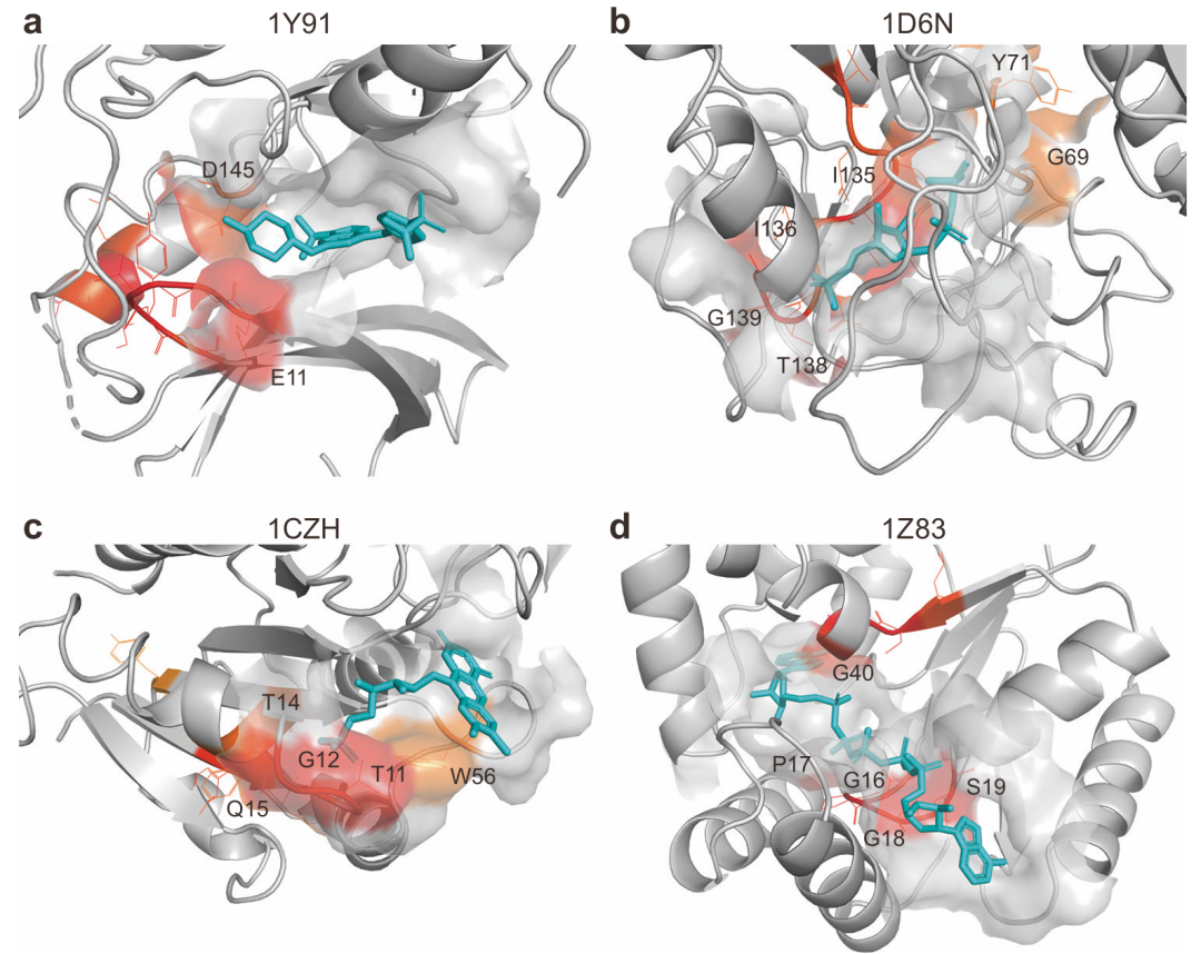 该图展示了注意力权重与结合残基的关系。从 DrugBank 数据集随机选取四个 DTI 对,通过 PyMOL 可视化其三维结构,高注意力值的残基以不同颜色标注。结果显示,所有案例中高注意力值的残基与结合位点一致,验证了轻量注意力机制在识别关键残基方面的有效性,增强了模型的可解释性。