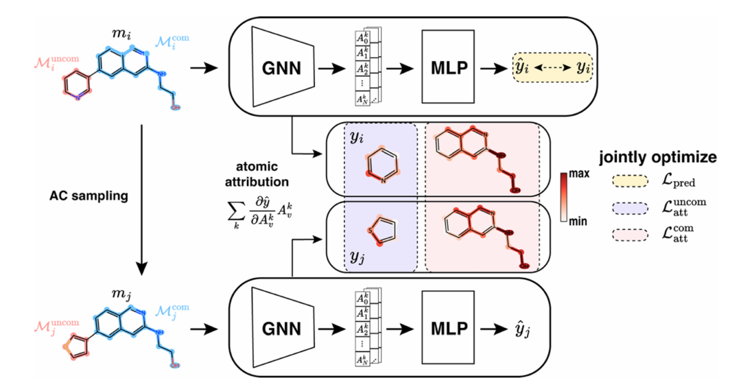 该图展示了 ACES-GNN 的训练流程。对于无 AC 对的分子，模型遵循标准 GNN 训练流程，仅优化预测损失）；对于有 AC 对的分子，从训练集中采样其 AC 配对分子，计算梯度归因，并与 ground-truth 解释对比，引入归因损失（包括非共有亚结构损失和共有亚结构损失)）。总损失结合预测损失和归因损失，实现预测精度与解释性的联合优化，体现了框架将解释监督融入训练的核心设计。
