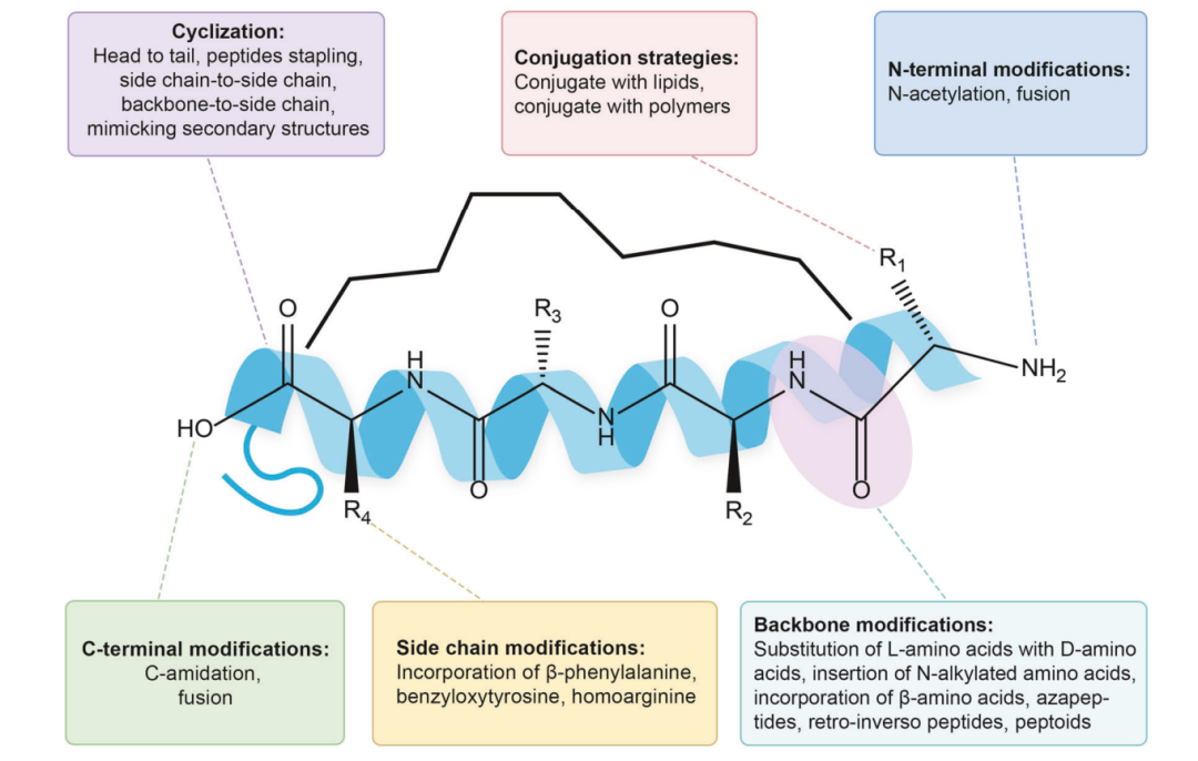 改善多肽药物理化性质的结构修饰策略。该图总结了环化、偶联、N 端修饰、C 端修饰、侧链修饰和骨架修饰等方法。
