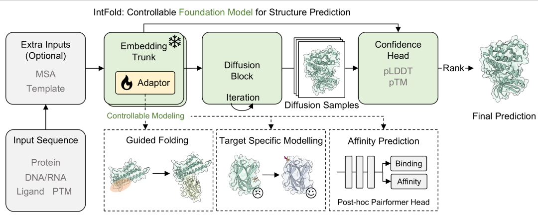 图1. 模型架构图。模型通过嵌入主干处理输入序列和可选的多序列比对(MSA)/ 模板,通过插入模块化适配器实现可控建模,再经扩散块迭代生成结构样本,最后由置信度头(pLDDT、pTM)排序得到最终预测。底部面板展示适配器如何支持下游任务,如引导折叠、靶标特异性建模和亲和力预测。