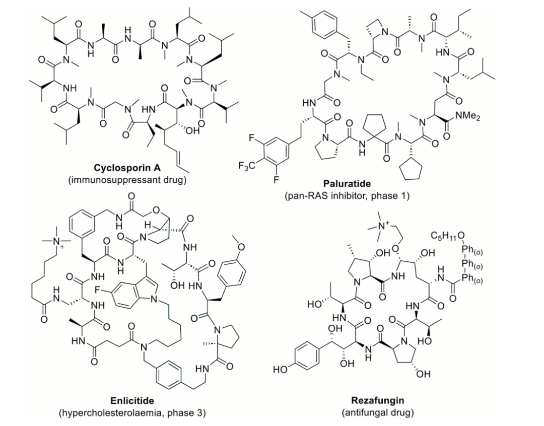 代表性含非天然氨基酸的大环肽药物及临床候选分子，包括 Cyclosporine A、Paluratide、Enlicitide 与 Rezafungin。