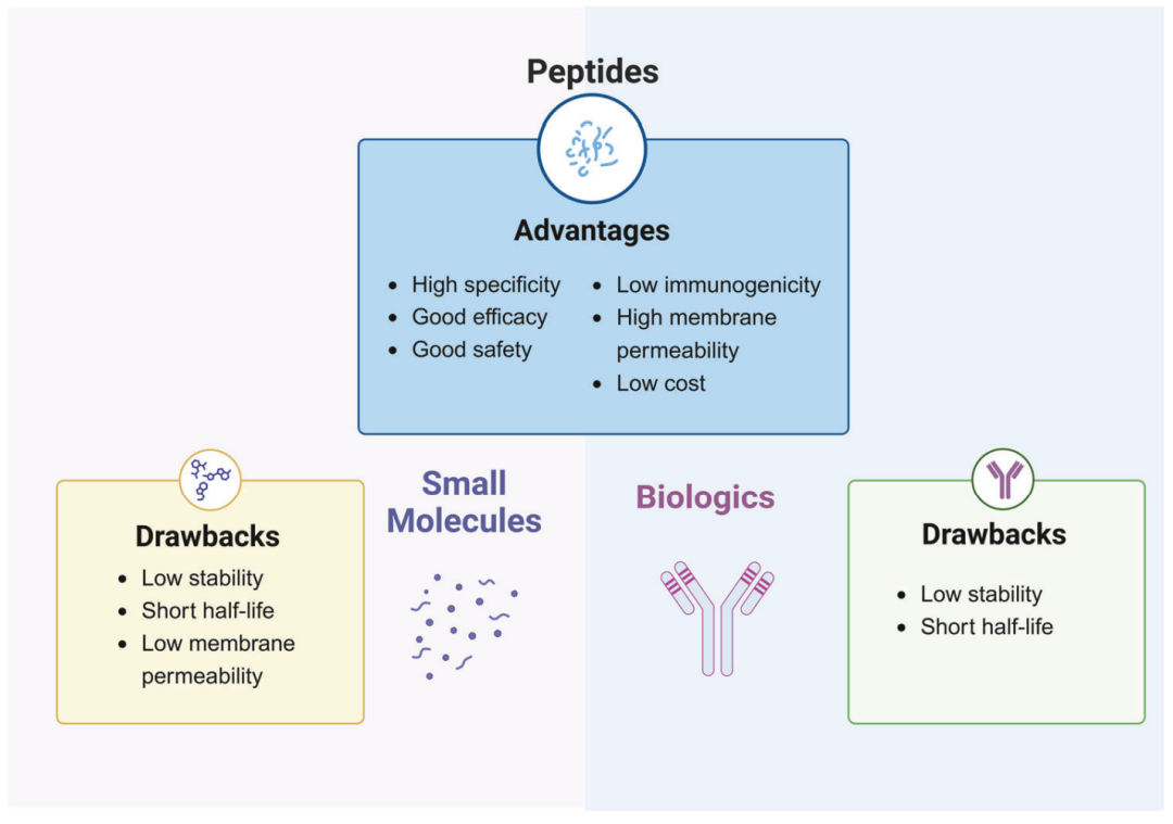 多肽药物的优势与局限。该图比较了多肽、小分子和生物大分子三类治疗分子。多肽兼具高特异性、较好疗效、较低免疫原性和较低生产成本等优势，但也受到稳定性差、半衰期短和膜通透性不足的限制。