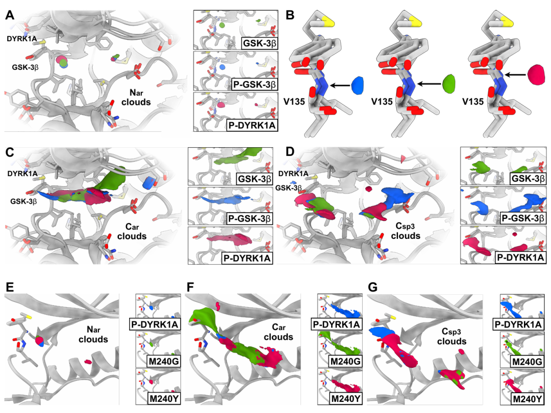 该图以 GSK3β 和 DYRK1A 两种结构相似的激酶为研究对象,展示 TPM 对细微结构差异的敏感性。A 中芳香氮(Nar)的 TPM 信号追踪其结合的铰链残基;C-D 中芳香碳(Car)和 sp³ 碳(Csp³)的 TPM 云形状和范围因系统而异;E-G 显示 DYRK1A 的 Met240 突变为 Gly(开放结合位点)后,Car 云扩展,突变为 Tyr(模拟 GSK3β)后,Car 云收缩,而 Nar 信号保持不变。结果证明 TPM 对结合口袋局部组成高度敏感,而非记忆整体结构。