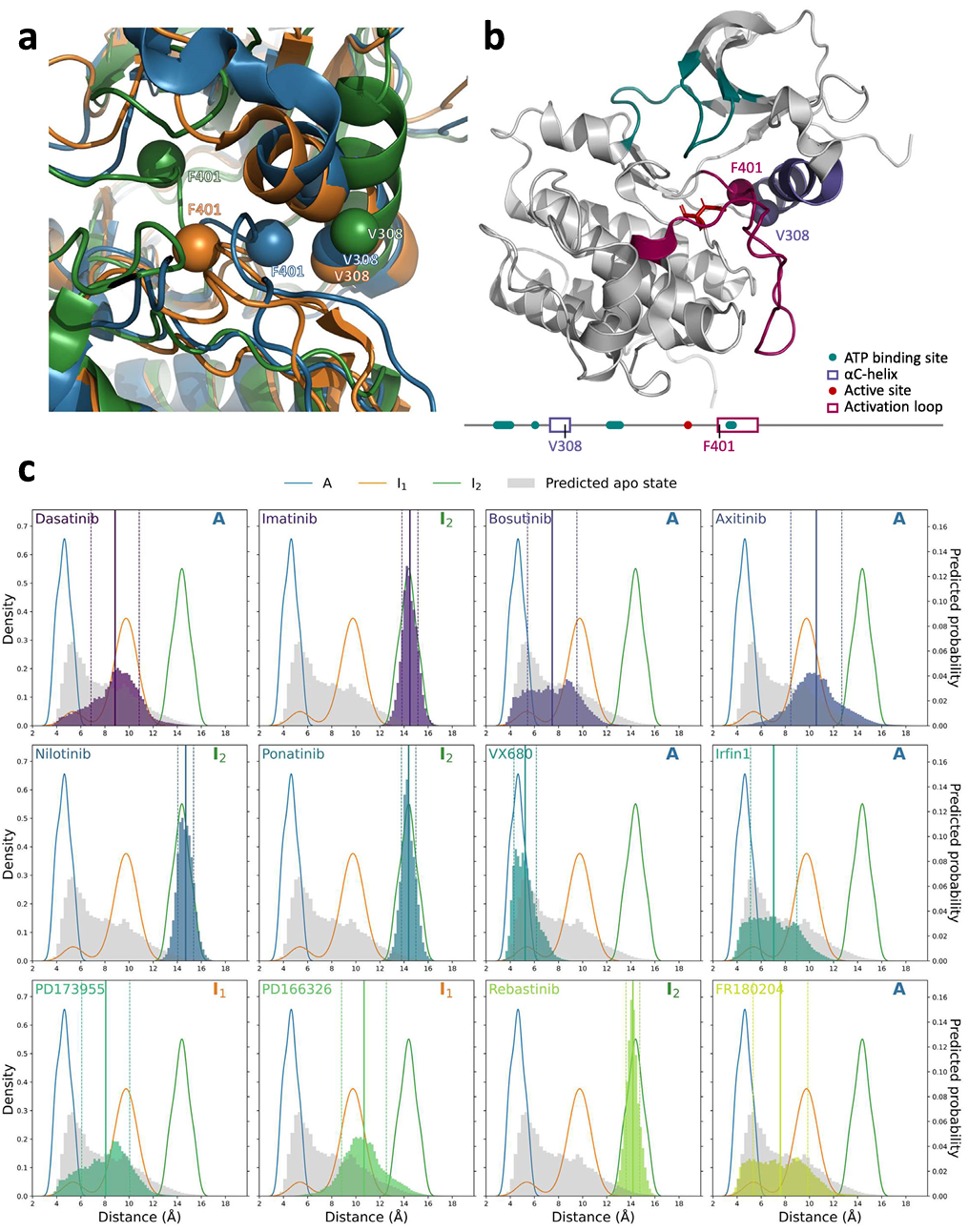 ABL 的 V308 和 F401 残基间距离分析。a 为 ABL 三种状态中 V308 和 F401 残基的空间距离叠加图;b 展示了 A 状态中这两个残基的空间位置及相关功能区域标注;c 为 12 种抑制剂结合时两残基的距离分布,包含三种状态的实测结构距离核密度估计、AlphaFold2 预测的 apo 状态距离分布,以及 Ligand-Transformer 的预测结果,体现了不同抑制剂对构象的诱导偏好。