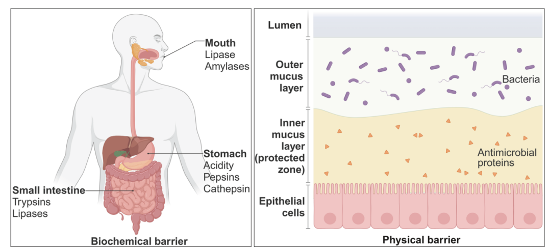 多肽药物口服吸收的主要屏障。该图展示了口服多肽面临的 biochemical barriers 和 physical barriers。左侧标出口腔、胃和小肠中的 lipases、amylases、pepsin、trypsins 等酶和酸性环境；右侧展示肠道黏液层和上皮细胞屏障。