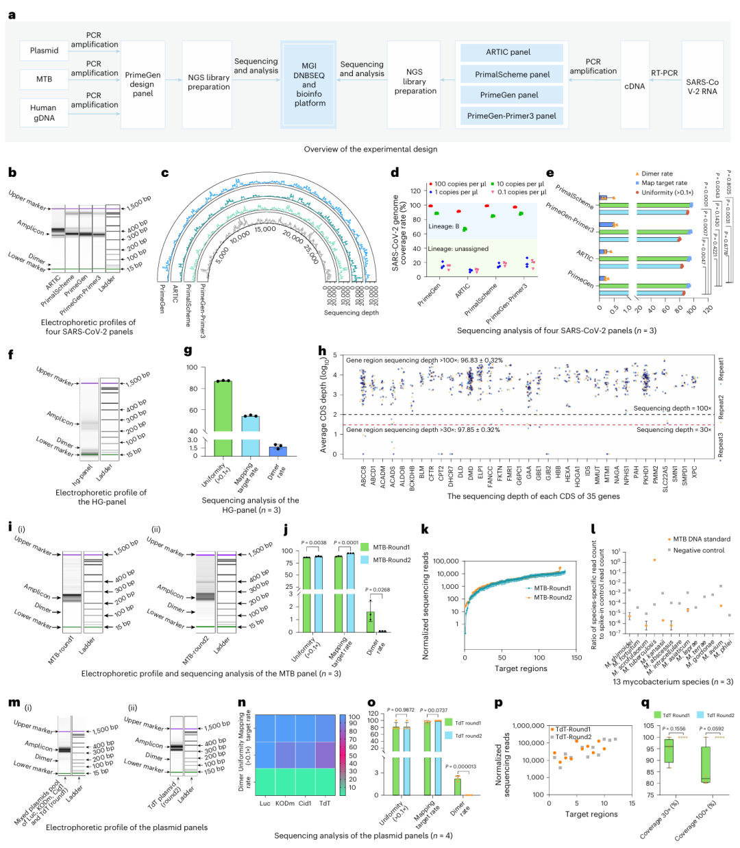 a. 实验设计概述。b. 四种 SARS-CoV-2 面板的电泳图谱。c-d. 四种 SARS-CoV-2 面板的测序分析(n=3),包括测序深度、基因组覆盖率和谱系鉴定。e. 100 拷贝 /μl 浓度下四种方法的映射目标率、二聚体率和均匀性(>0.1×)。f. 人类基因组面板(HG-panel)的电泳图谱。g. HG-panel 的测序分析(n=3),包括 96.83±0.32% 的基因区域测序深度 > 100×。h. 35 个基因中每个编码序列(CDS)的测序深度。i-k. 结核分枝杆菌(MTB)面板的电泳图谱和测序分析(n=3)。l. 13 种分枝杆菌物种的检测结果(n=3)。m. 质粒面板的电泳图谱。n-o. 质粒面板的测序分析(n=4),包括四种酶面板(Luc、KODm、Cid1、TdT)的映射目标率、均匀性和二聚体率,以及第一轮和第二轮 TdT 面板的对比。p-q. 第一轮和第二轮 TdT 面板在不同测序深度下的覆盖区域和覆盖率。