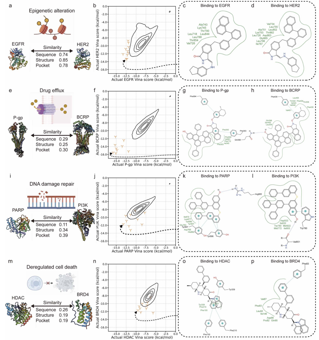 图2：ScafVAE针对四种耐药机制生成的双靶点分子及其与靶蛋白的相互作用。