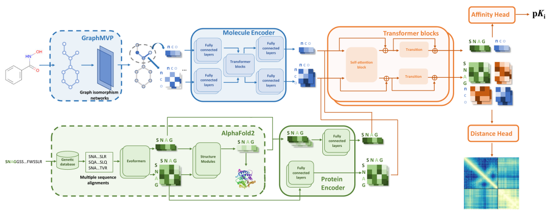 该图展示了 Ligand-Transformer 的模型结构,其将蛋白质 - 配体复合物表示为异质图,整合了蛋白质的残基和配体的原子集及成对特征。该图由 AlphaFold2 生成的蛋白质输入和 GraphMVP 生成的配体输入构建初始完整图,再经 12 层类 Transformer 网络优化,通过自注意力和成对偏置更新节点和边的表征。输出经亲和力头用于结合亲和力预测,经距离头用于距离分布预测。虚线框内组件参数固定,实线框内为可训练参数。