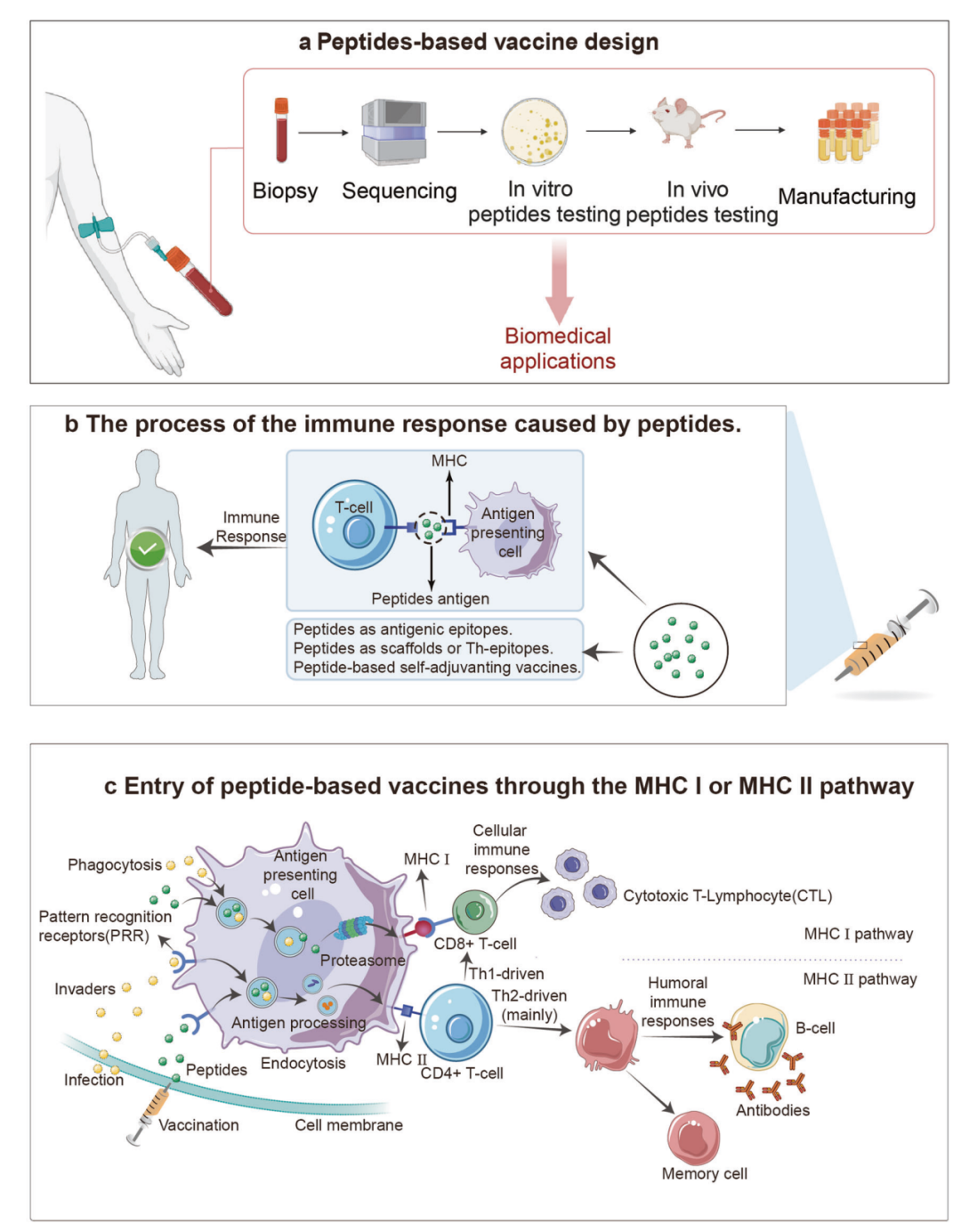 多肽疫苗的设计流程与免疫应答机制。