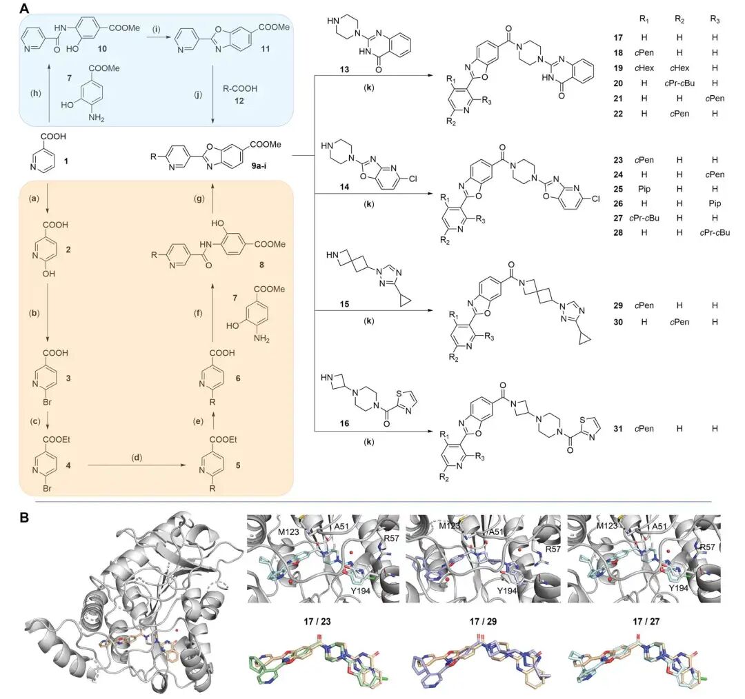 共晶结构分析，展示设计分子与靶点的相互作用模式