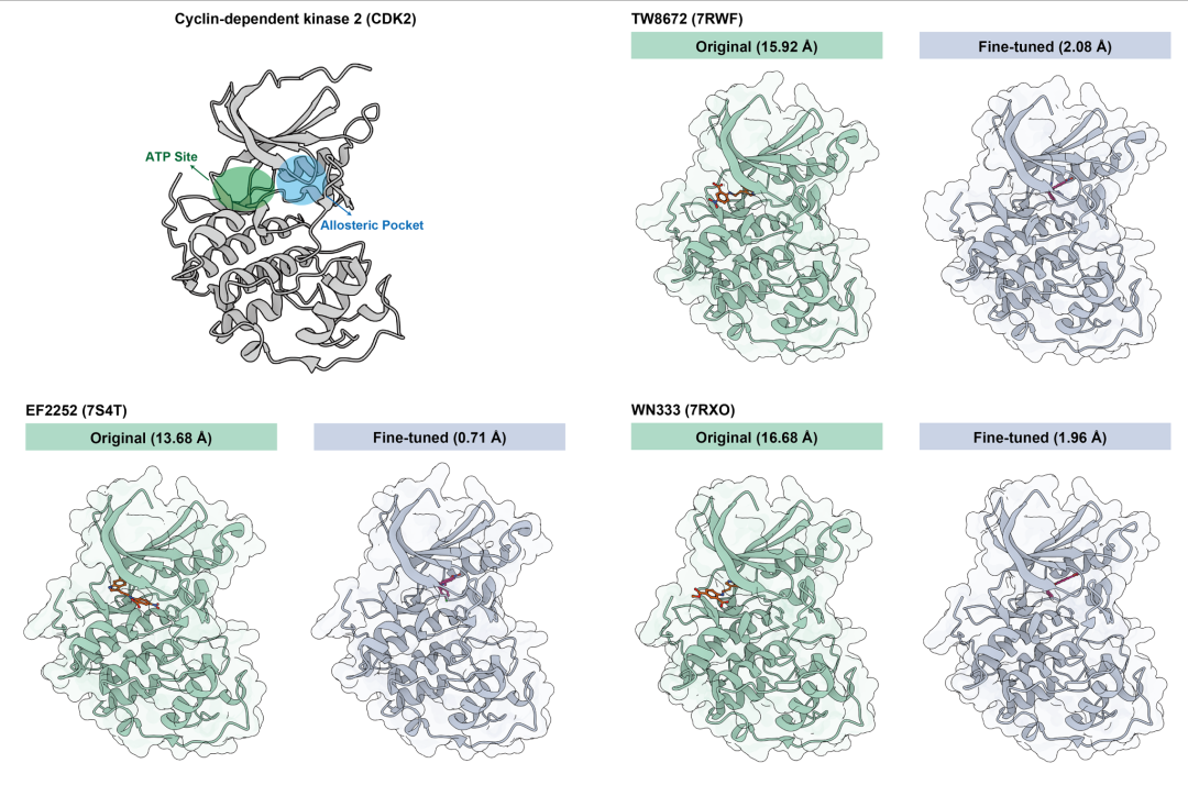 图5.(左上)CDK2 的结构,显示 ATP 结合位点和别构口袋;(其他)通用模型(“Original”)与微调的专用模型对 CDK2 与三种不同别构抑制剂(7RWF、7S4T、7RXO)结合的预测对比(括号内为 LRMSD)。