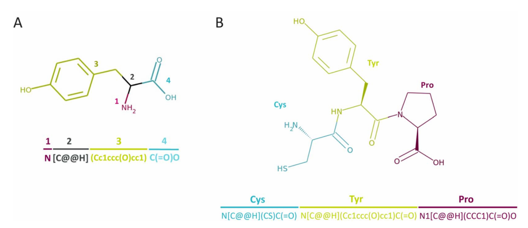 图 2:CHUCKLES 表示法示例。此图以酪氨酸(T)和三肽 CTP(半胱氨酸 - 酪氨酸 - 脯氨酸)为例,展示了 CHUCKLES 表示法。该方法按 N 到 C 的方向,以标准化 SMILES 格式编码氨基酸,包含氨基、α- 碳、侧链和剩余骨架结构,使肽的化学结构能被精准表示,且氨基酸的串联可形成完整肽的有效 SMILES 字符串。