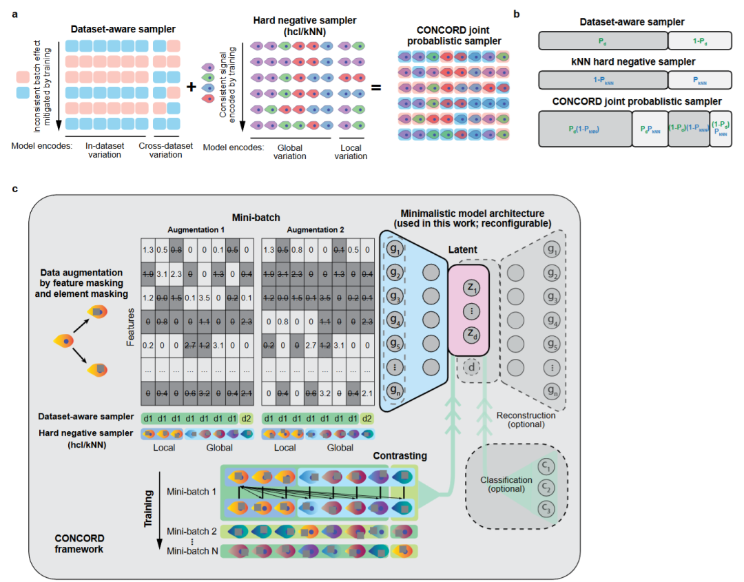 CONCORD 框架的技术细节,包括联合概率采样的数学逻辑、数据增强方案以及可选模块