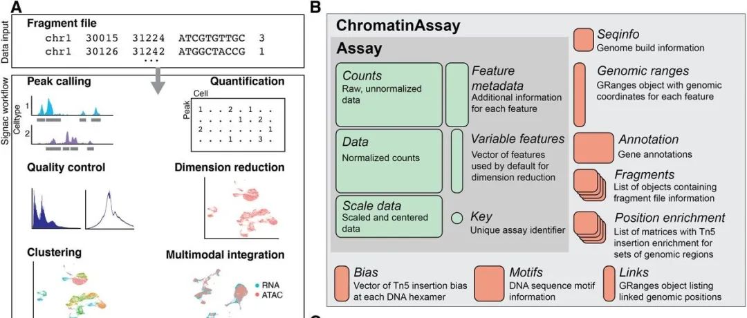 scATAC-seq| 可视化DARs