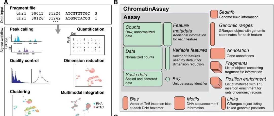 scATAC-seq| motif 分析