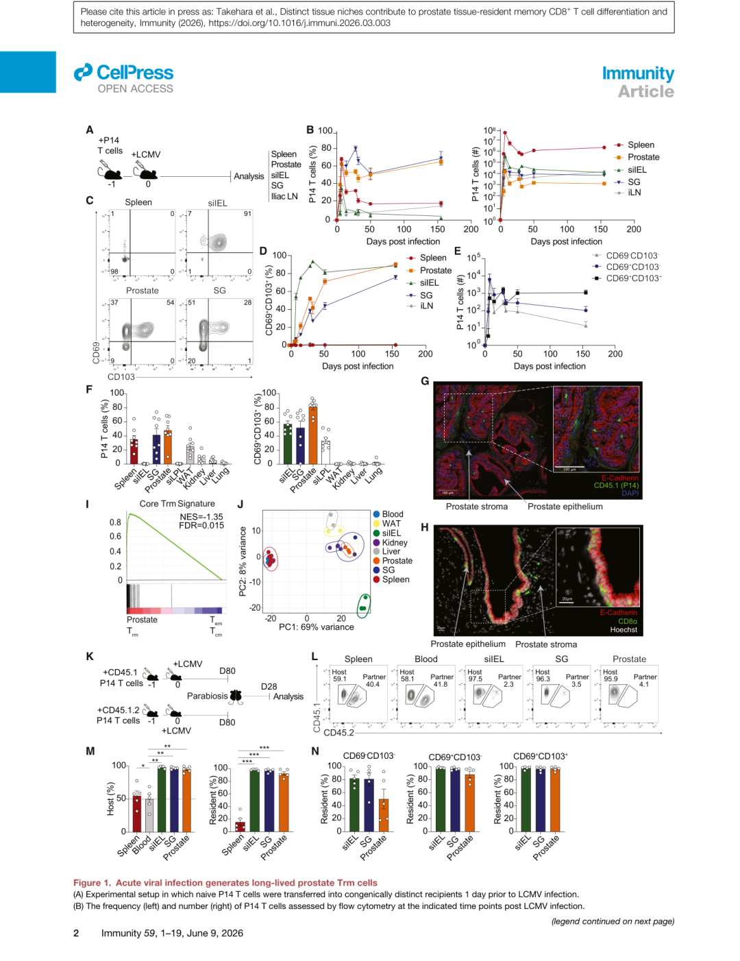 Figure 1: 前列腺Trm细胞的特征鉴定
