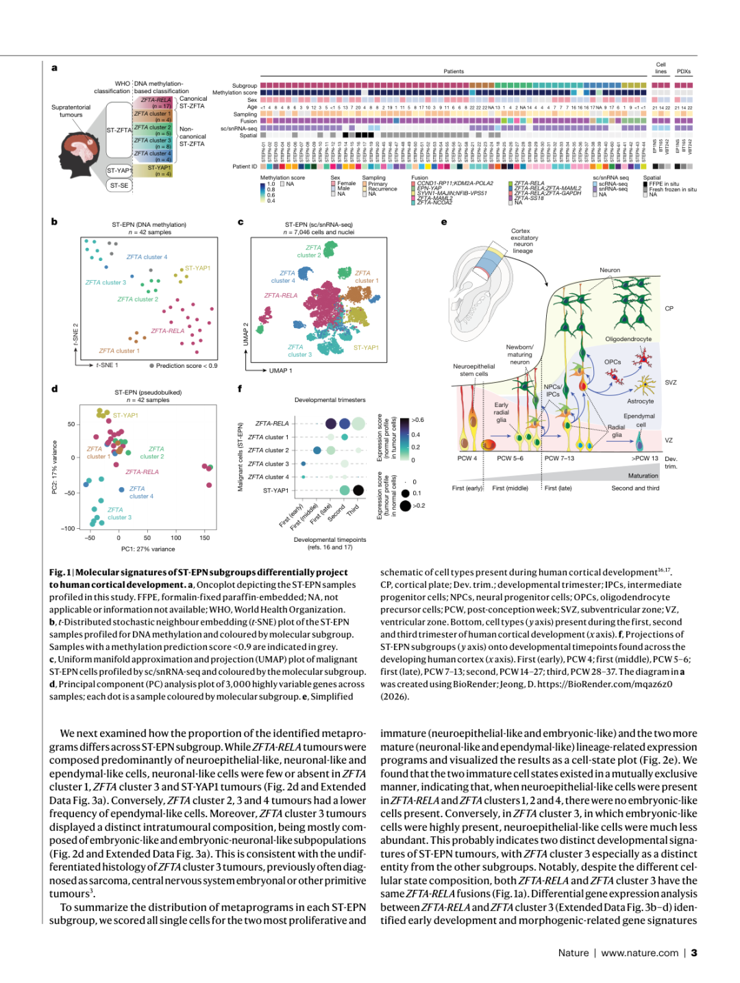 Figure 1: ST-EPN亚型的分子特征与发育时间窗口映射