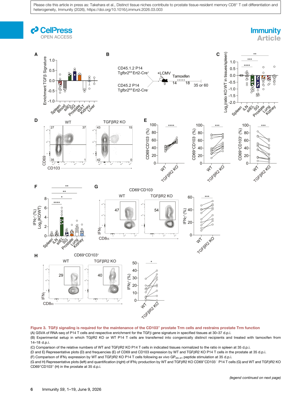 Figure 3: TGFβ对前列腺Trm的调控