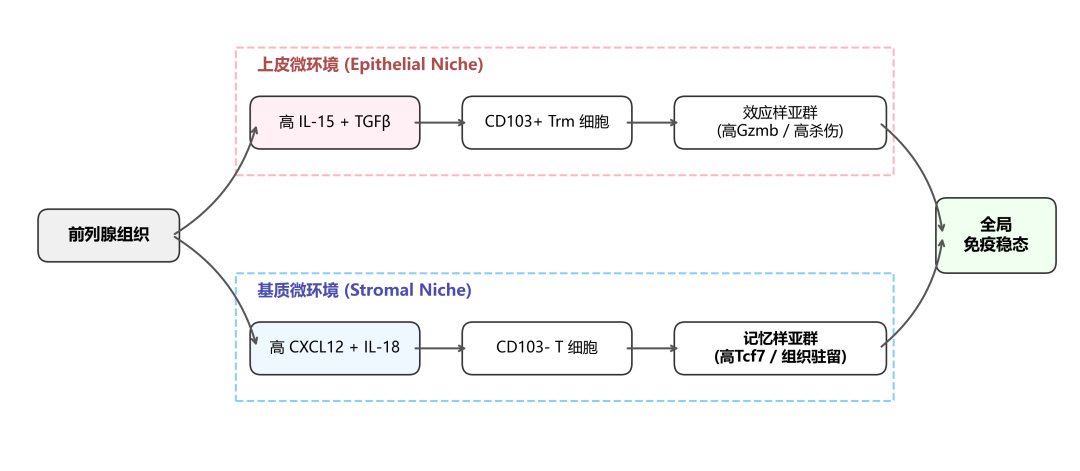 前列腺Trm细胞空间分化机制