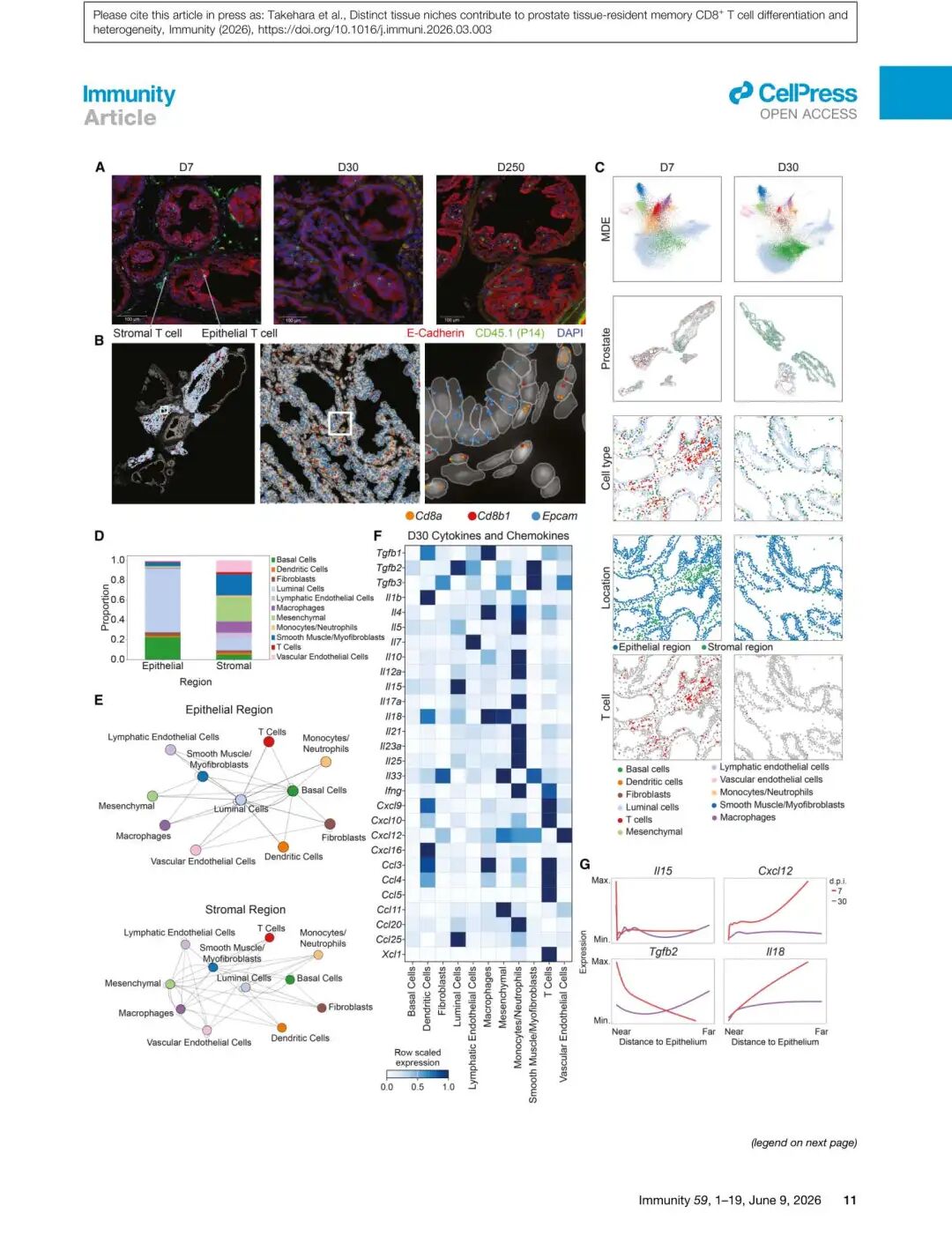 Figure 6: 前列腺的离散上皮和基质组织微环境