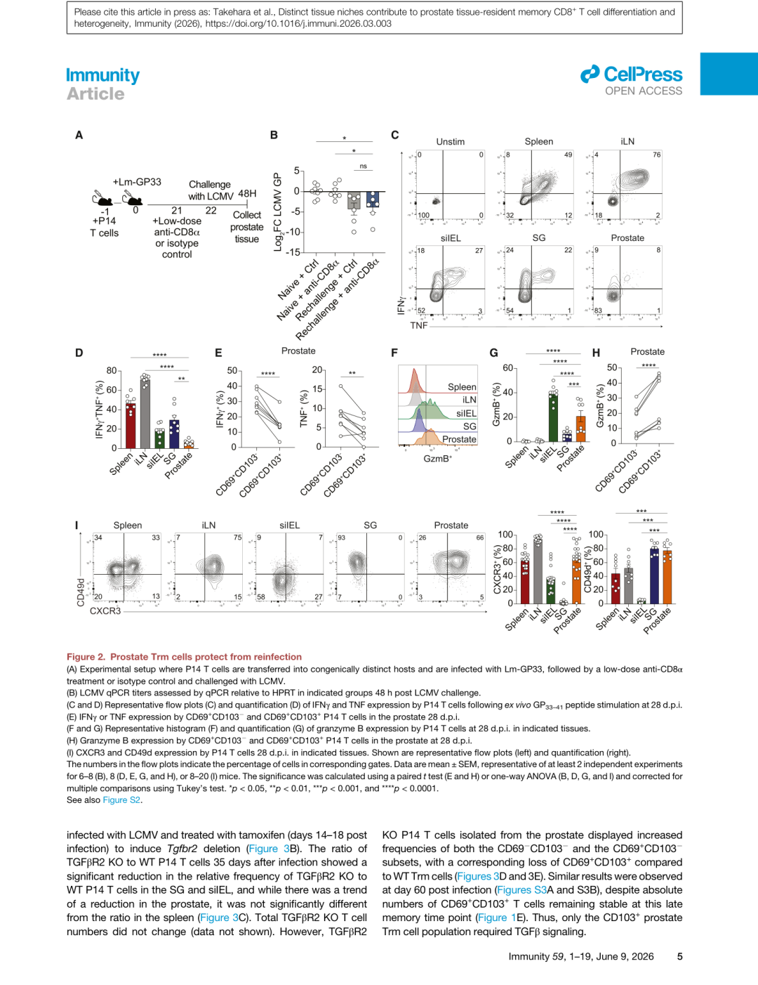 Figure 2: 前列腺Trm的功能表征